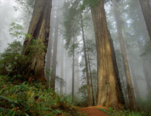 suma za rezanu gradju